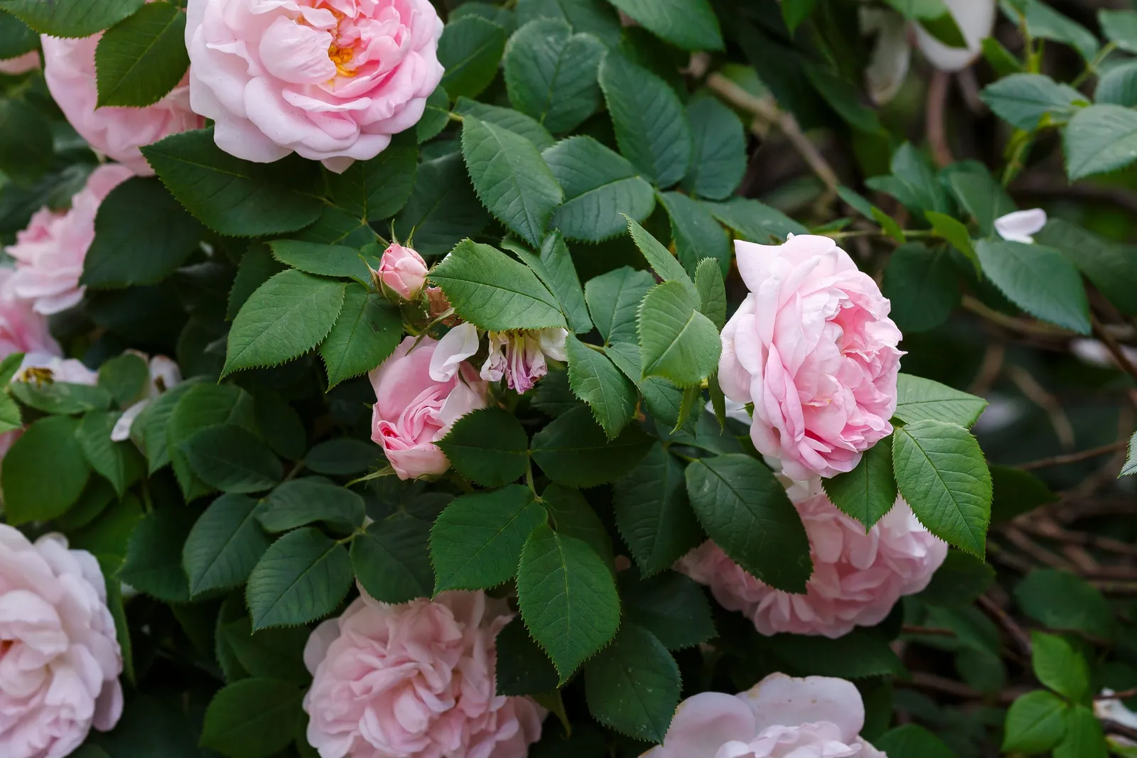 Albaros 'Maidens Blush' - miniatyr 4