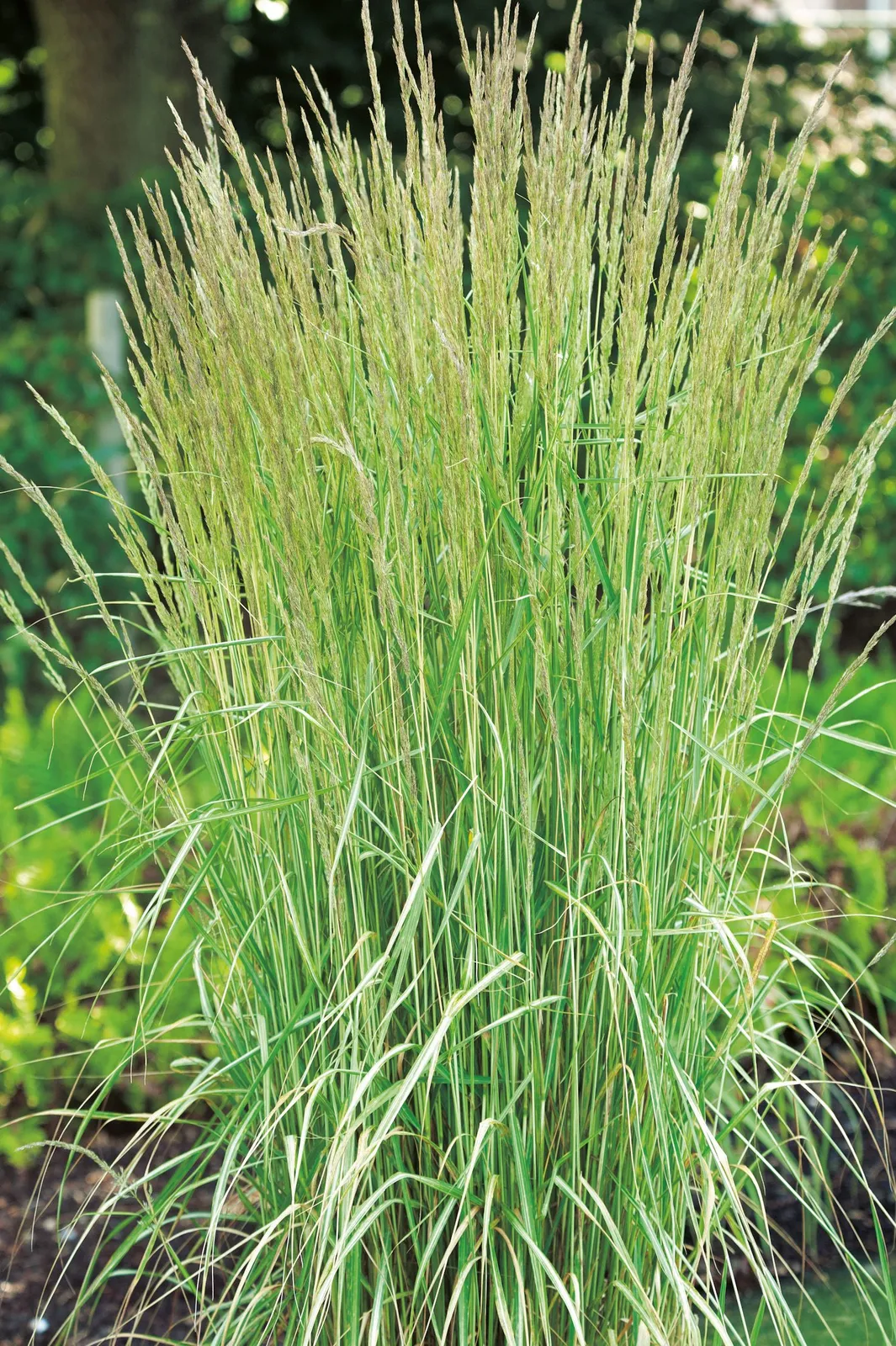 Brokbladigt tuvrör 'Overdam', 2L