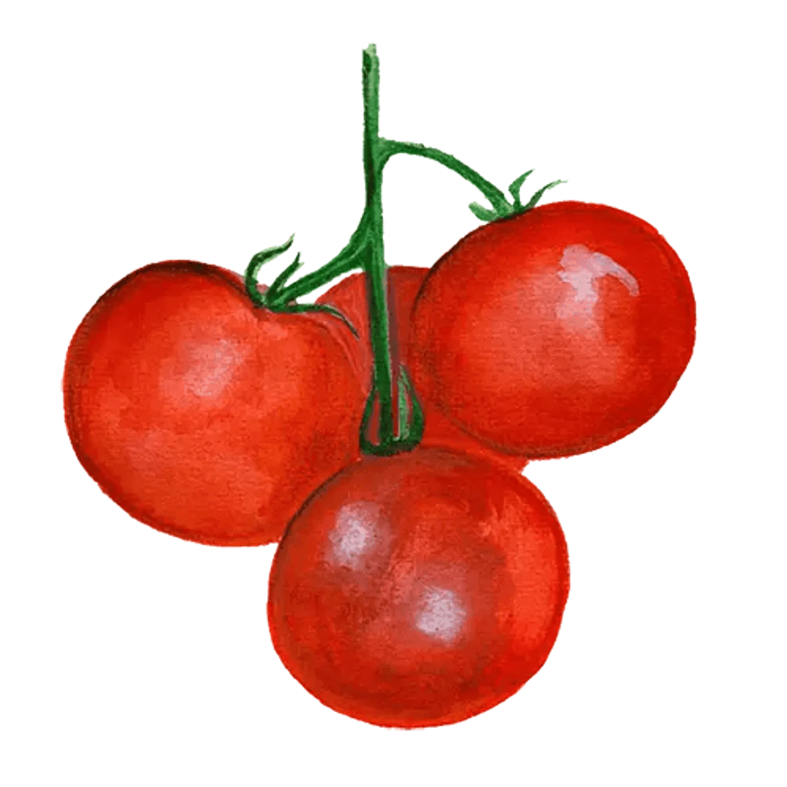 Tomat 'Tamina', Frö
