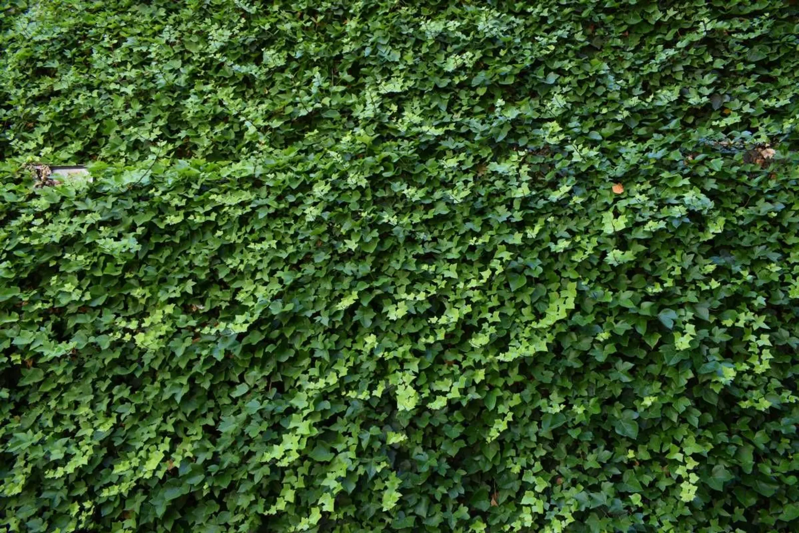 Storbladig murgröna, 15-30 cm — detalj 3
