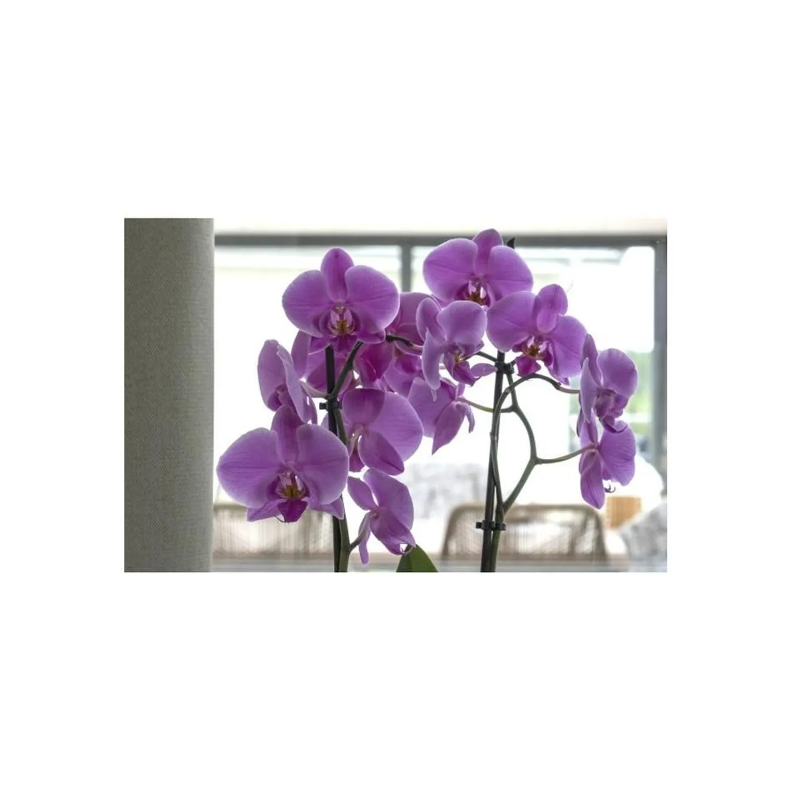 Orkidénäring Blomstra 300 ml