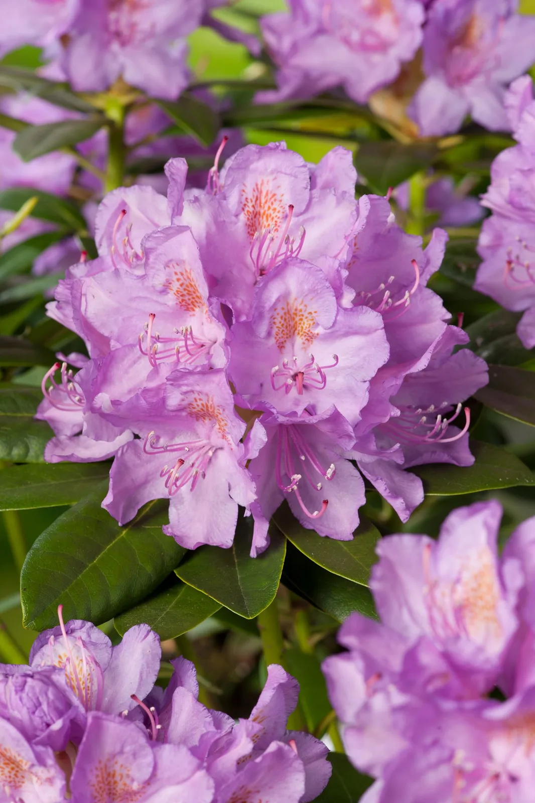 Parkrododendron 'Catawbiense Grandiflorum', 30-40 cm