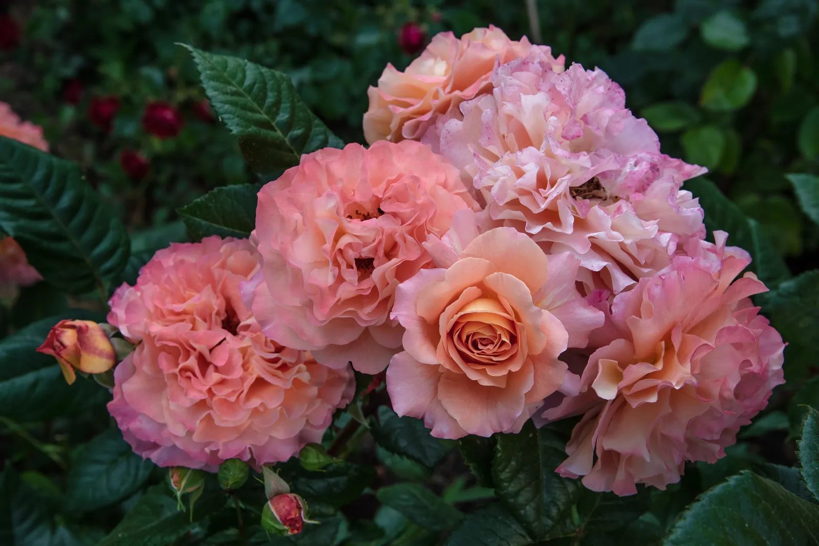 Tehybridros AUGUSTA LUISE ('Tangust'PBR) - miniatyr 3