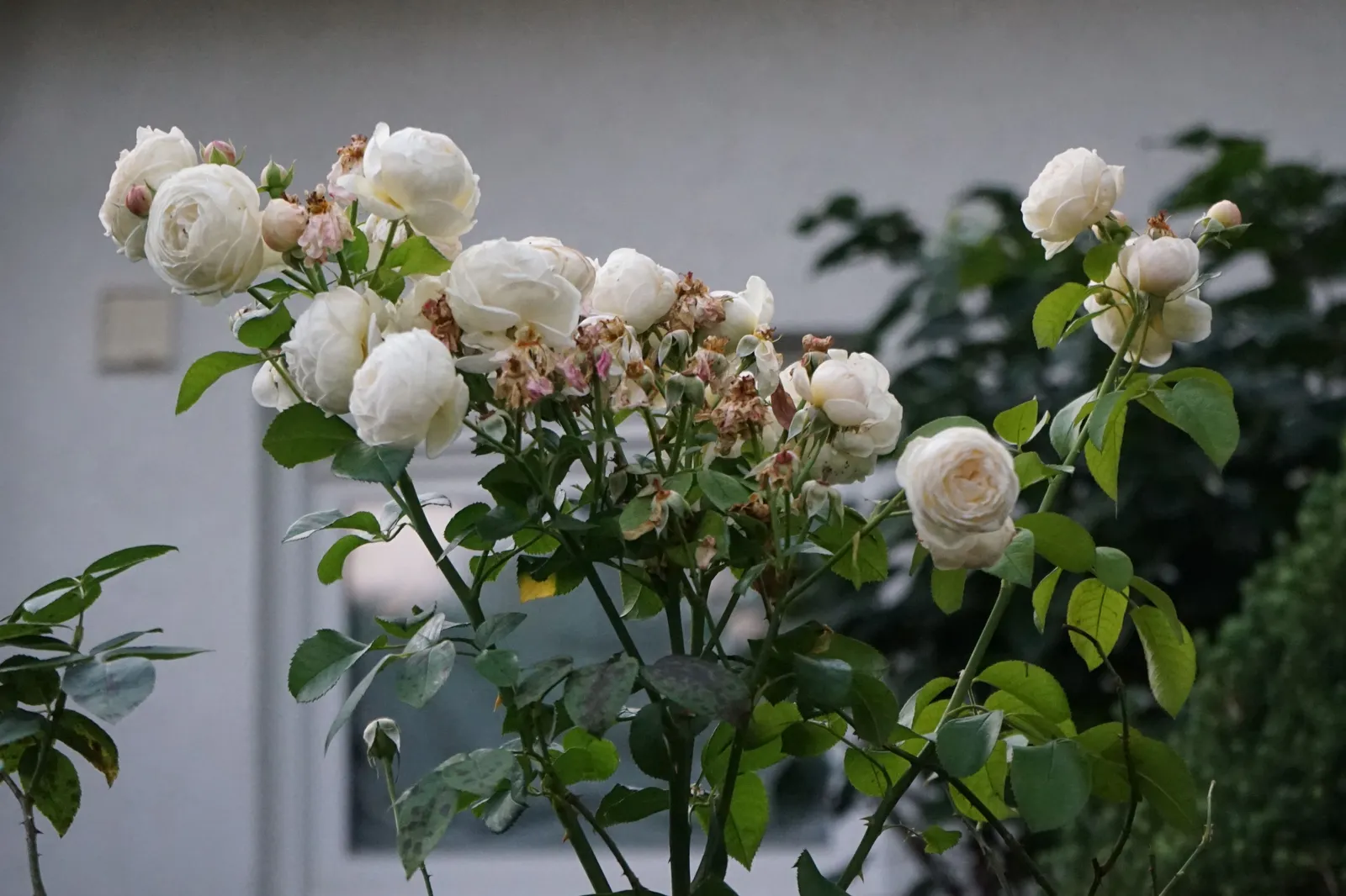 Storblommig klätterros UETERSENER KLOSTERROSE ('Tan99176'PBR) - miniatyr 2