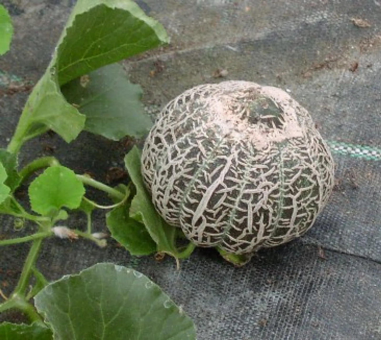 Melon 'Jenny Lind', ekofrö