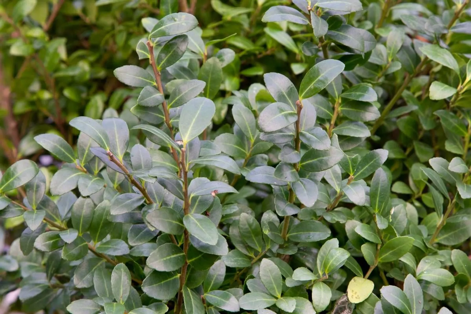 Japansk järnek 'Caroline Upright', 15-25 cm