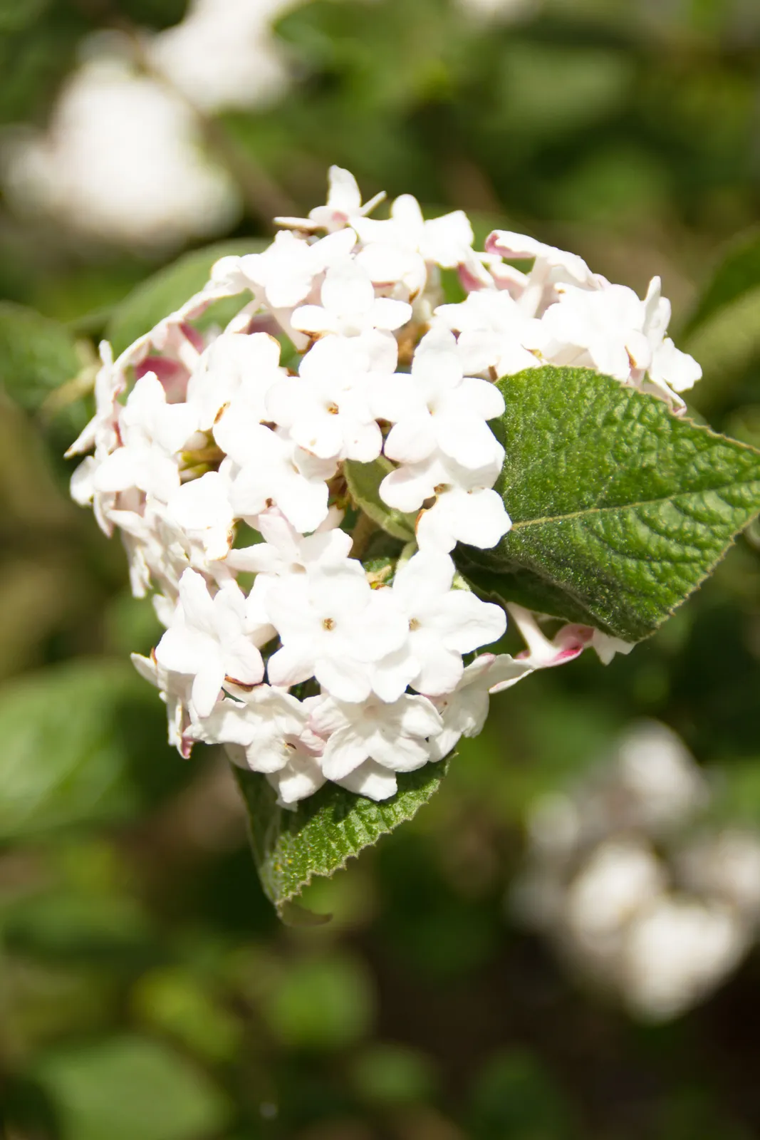 Luktolvon 'Aurora'