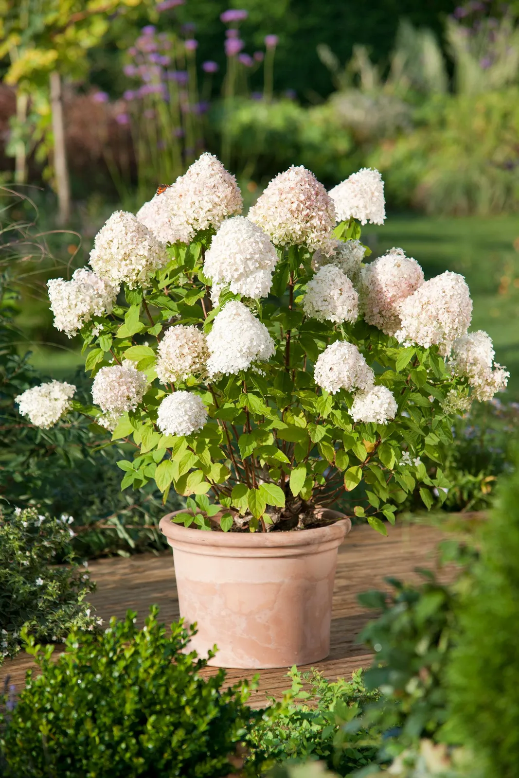 Vipphortensia 'Limelight' - miniatyr 1