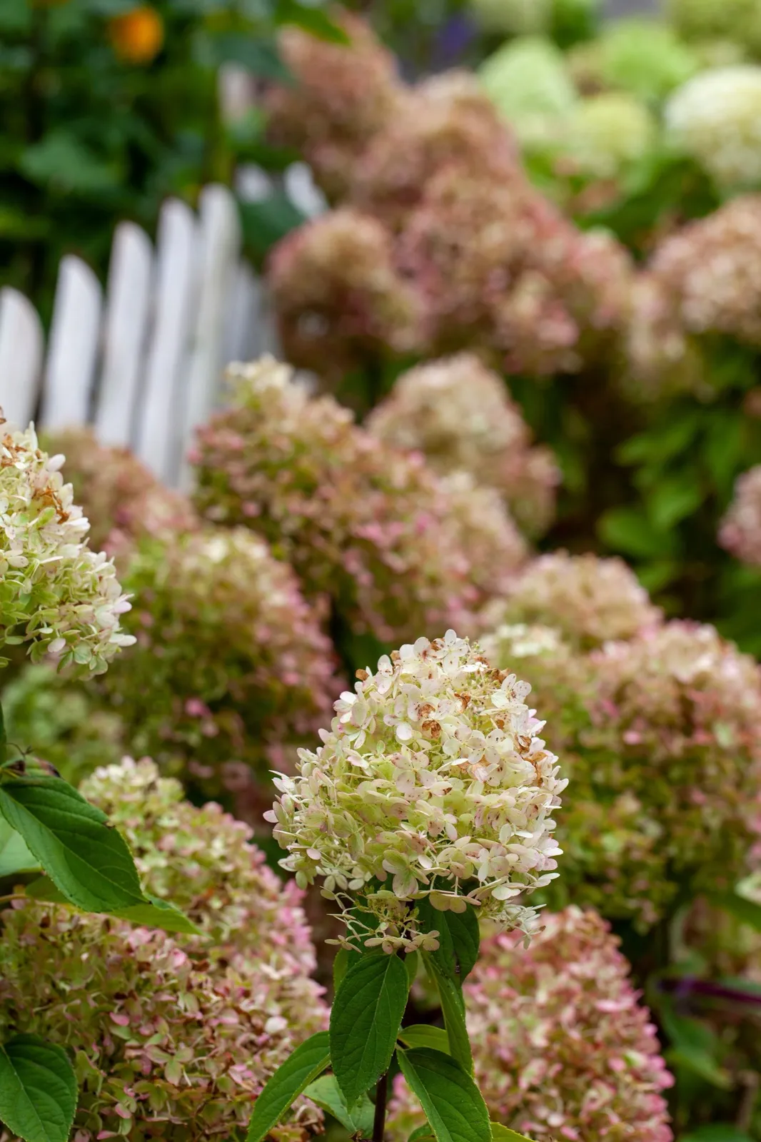 Syrenhortensia, Sh 90-100 - miniatyr 3