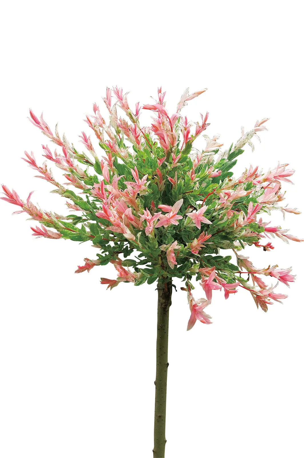 Eukalyptusvide 'Hakuro Nishiki', Sh 80-100