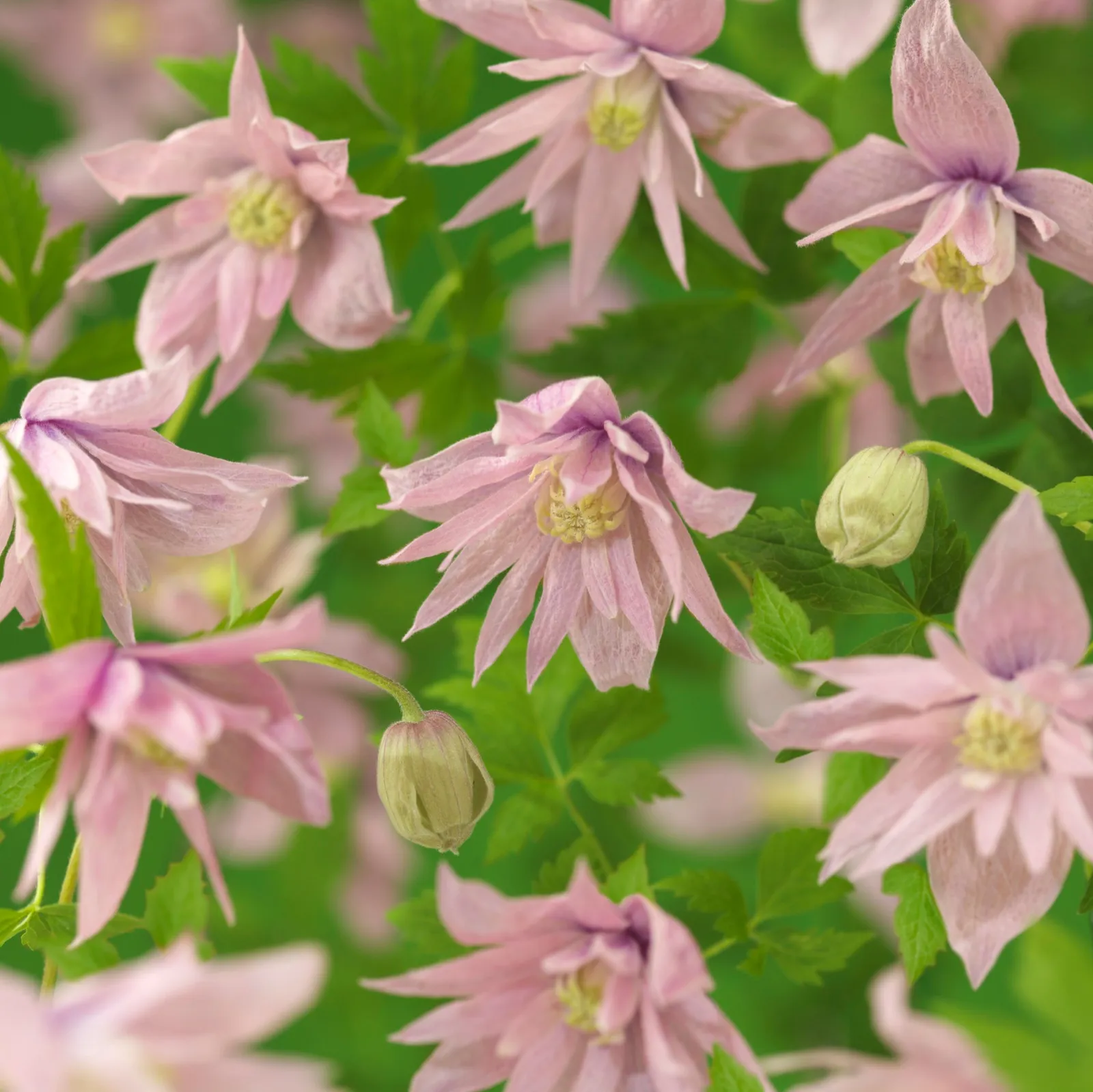 Atragene-klematis 'Markham's Pink'