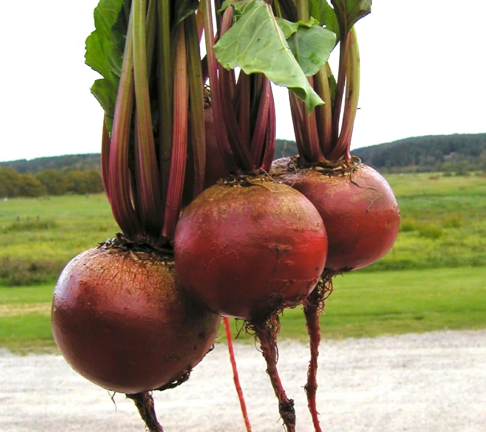 Rödbeta 'Detroit Globe', ekofrö