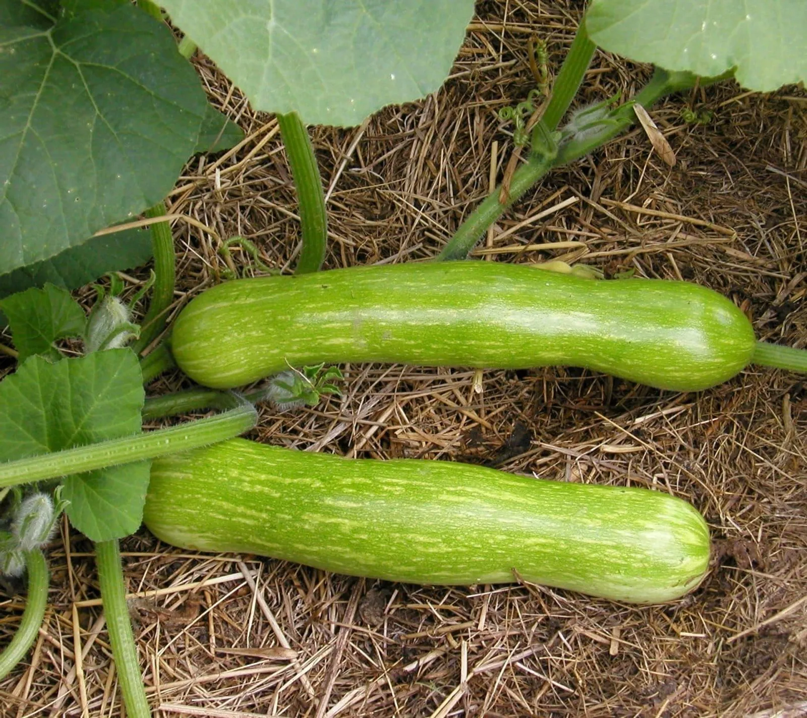 Sommarsquash 'Tromboncino', ekofrö