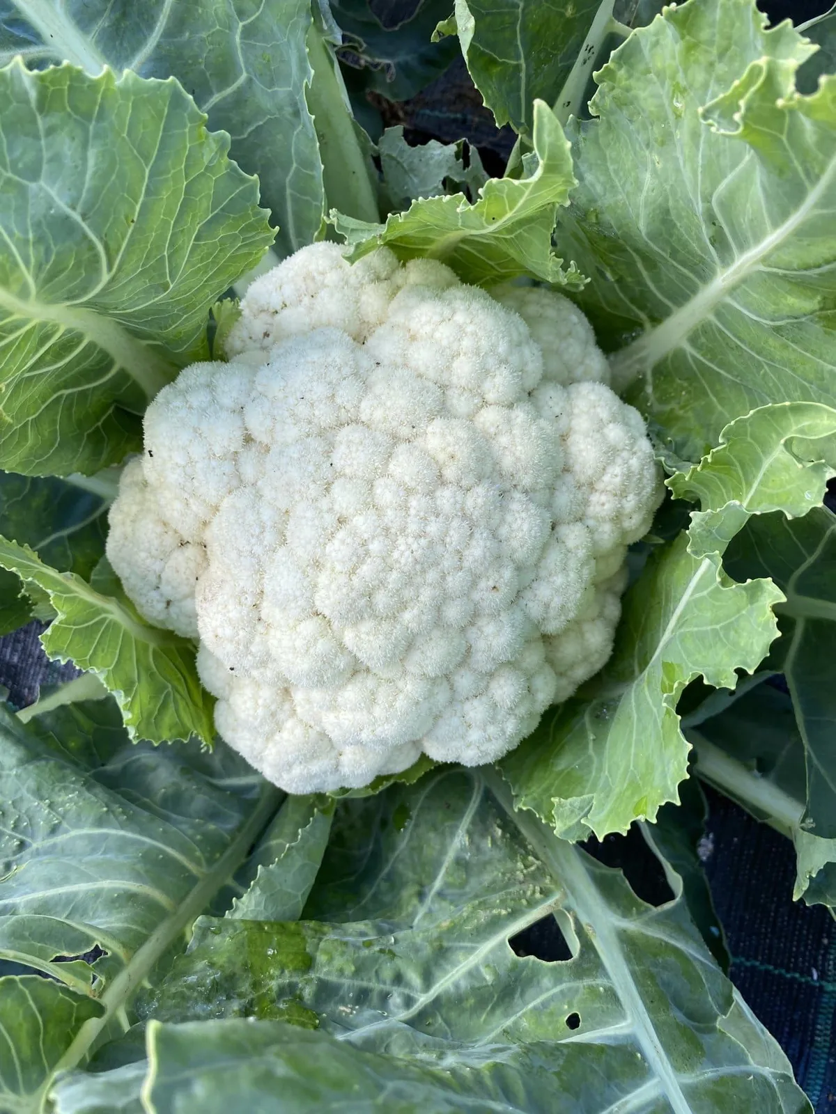 Amabile blomkål frö med vit blomkålshuvud