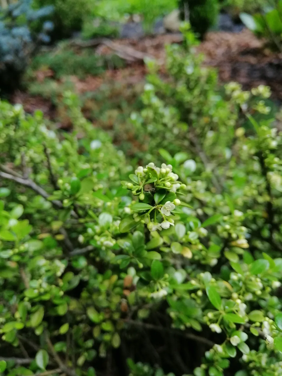 Japansk järnek 'Convexa' - miniatyr 3