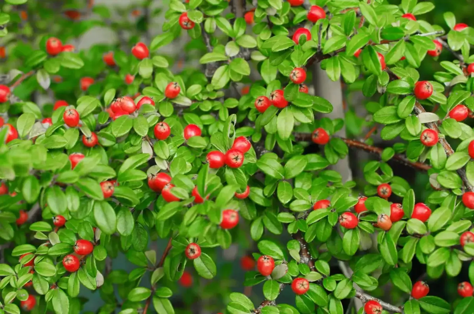Svenskt parkoxbär 'Coral Beauty', 20-40 cm — detalj 2