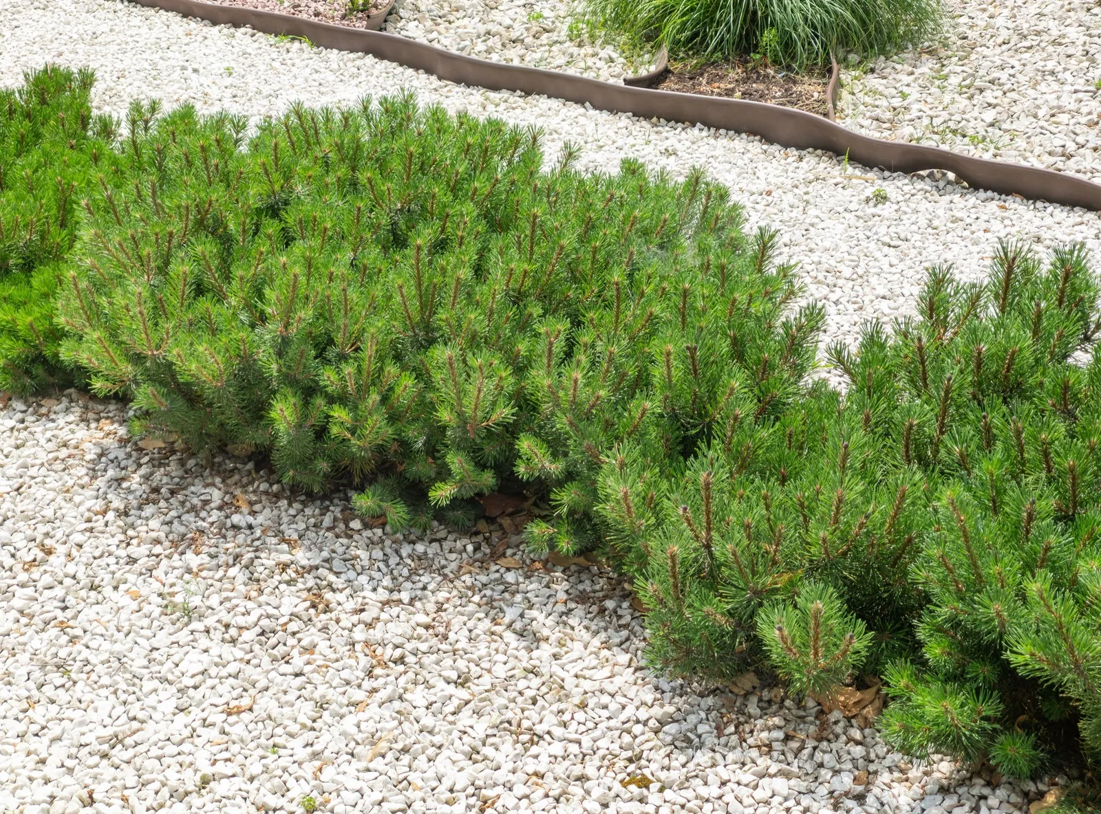 Liten bergtall, syn. balkanbergtall, 20-25 cm - miniatyr 2