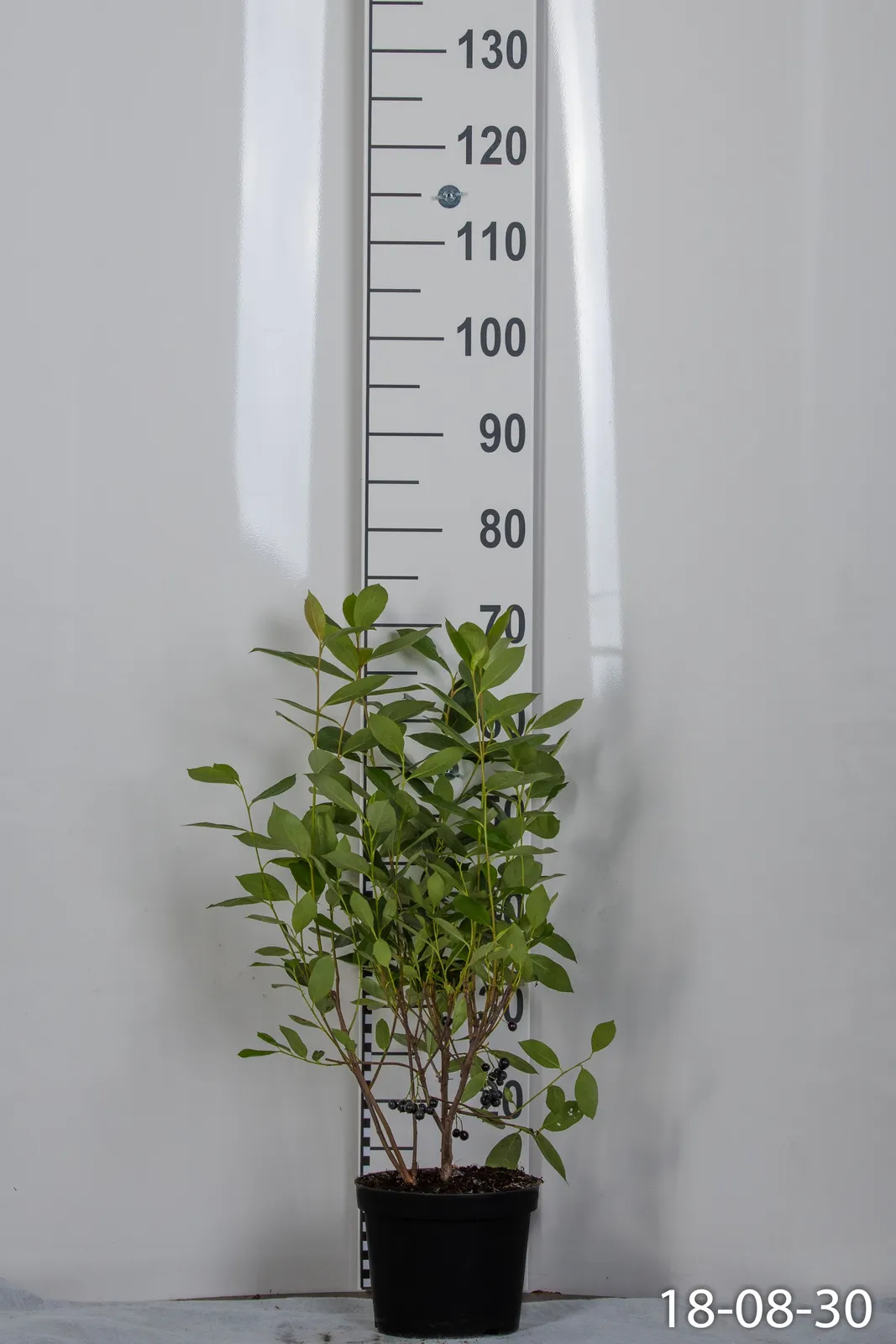 Svartaronia 'Hugin' E - miniatyr 6