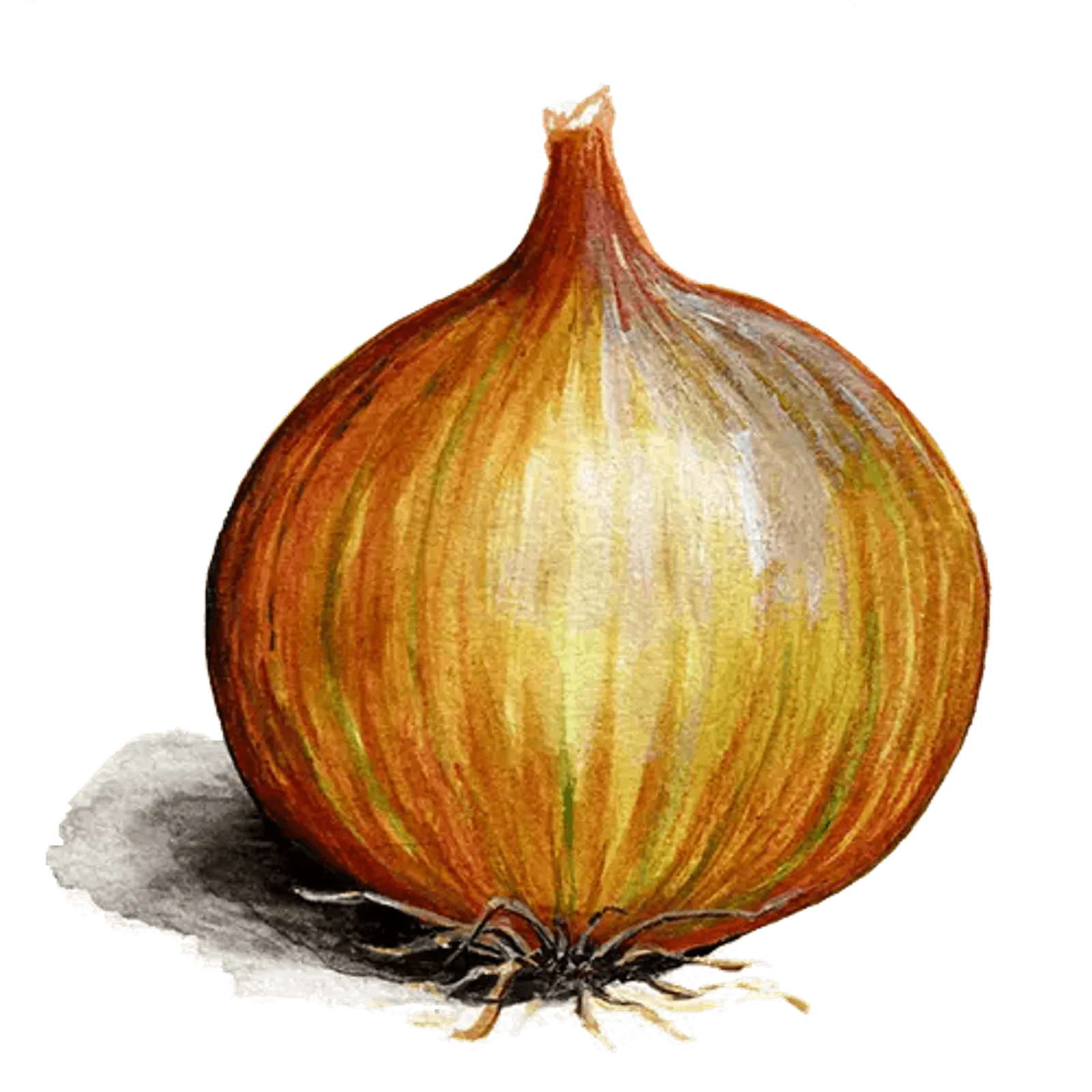 Gullök 'Laaer', Frö