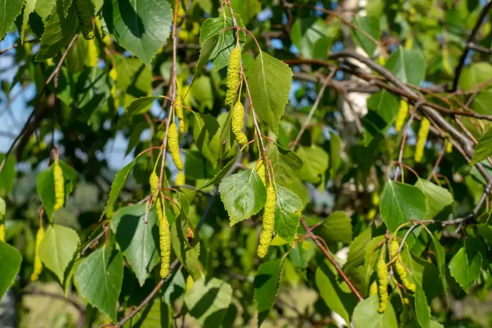 Vårtbjörk, 60-100 cm — detalj 4