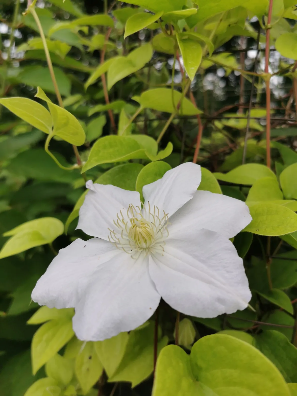 Klematis (Tidiga Storblommiga Gruppen) 'Mevrouw Le Coultre' - miniatyr 4