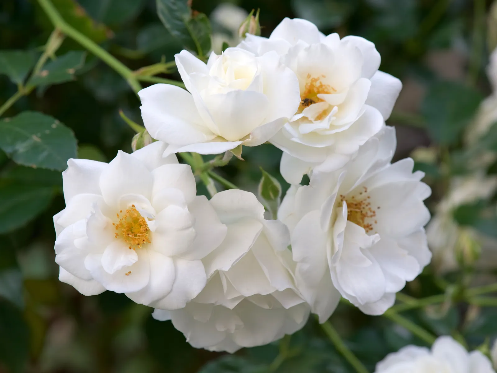 Floribundaros 'Climbing Iceberg'