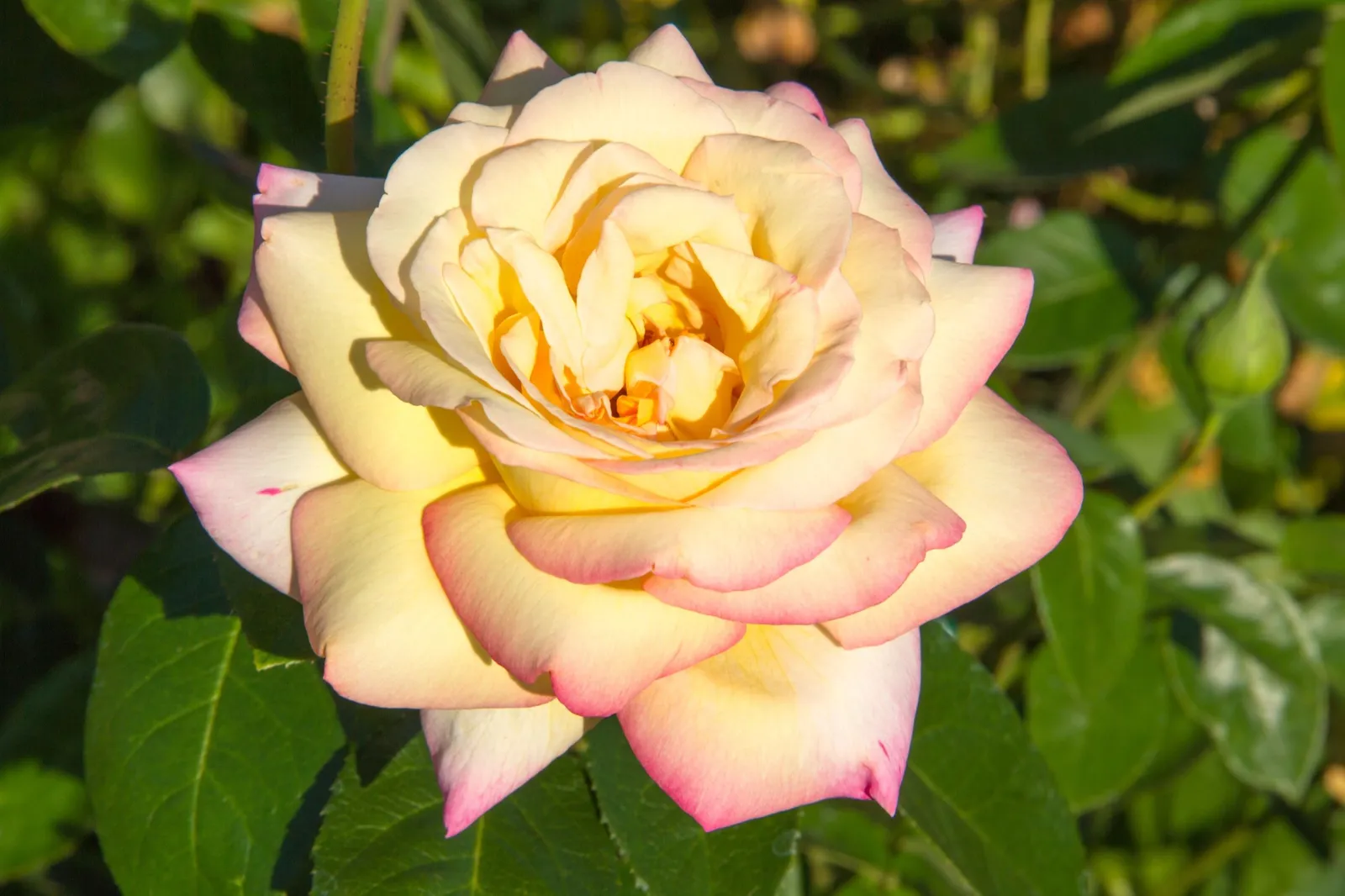 Tehybridros PEACE®, syn. tehybridros 'Mme A. Meilland' - miniatyr 3