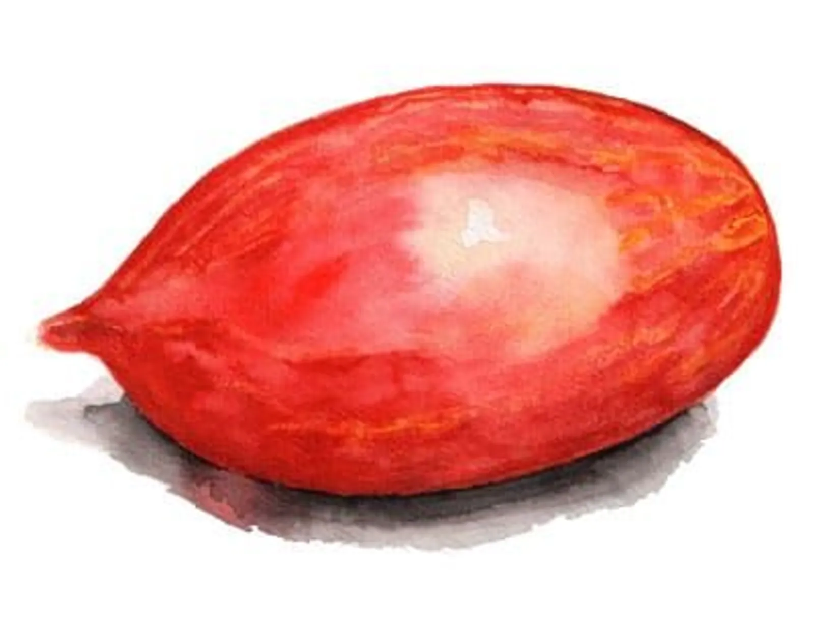 Tomat 'Marmorossa', Frö