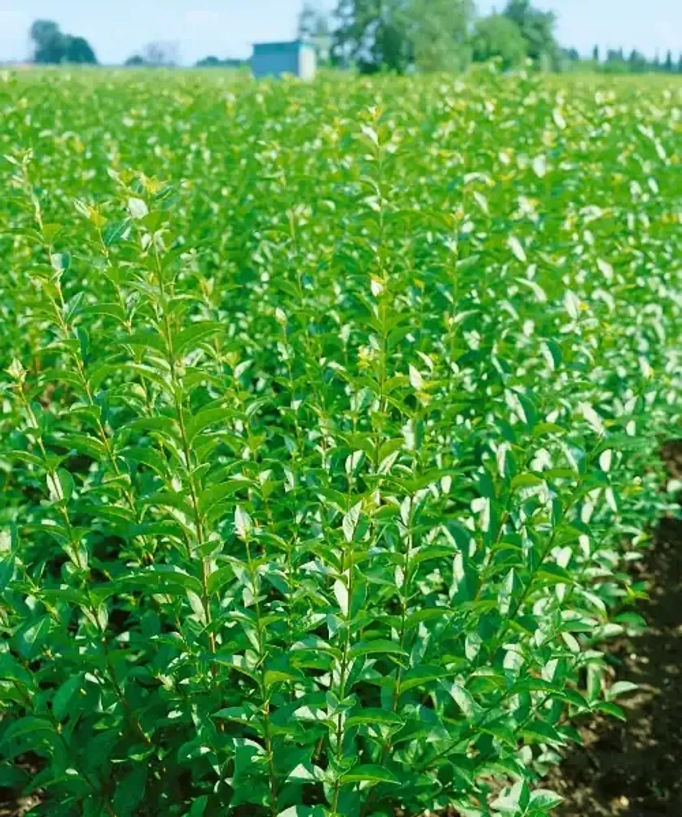 Liguster, 40-60 cm — detalj 2
