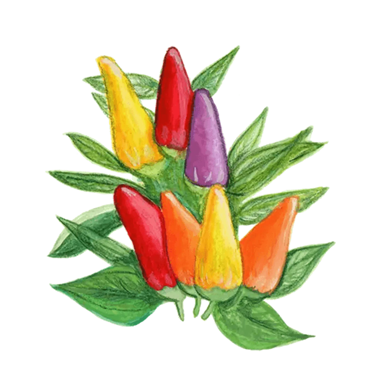 Chili 'Hot Razzmatazz', Frö