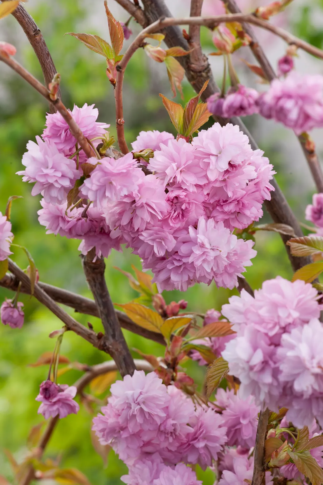 Japanskt prydnadskörsbär 'Kiku-shidare-zakura', Sh 100-120 - miniatyr 2