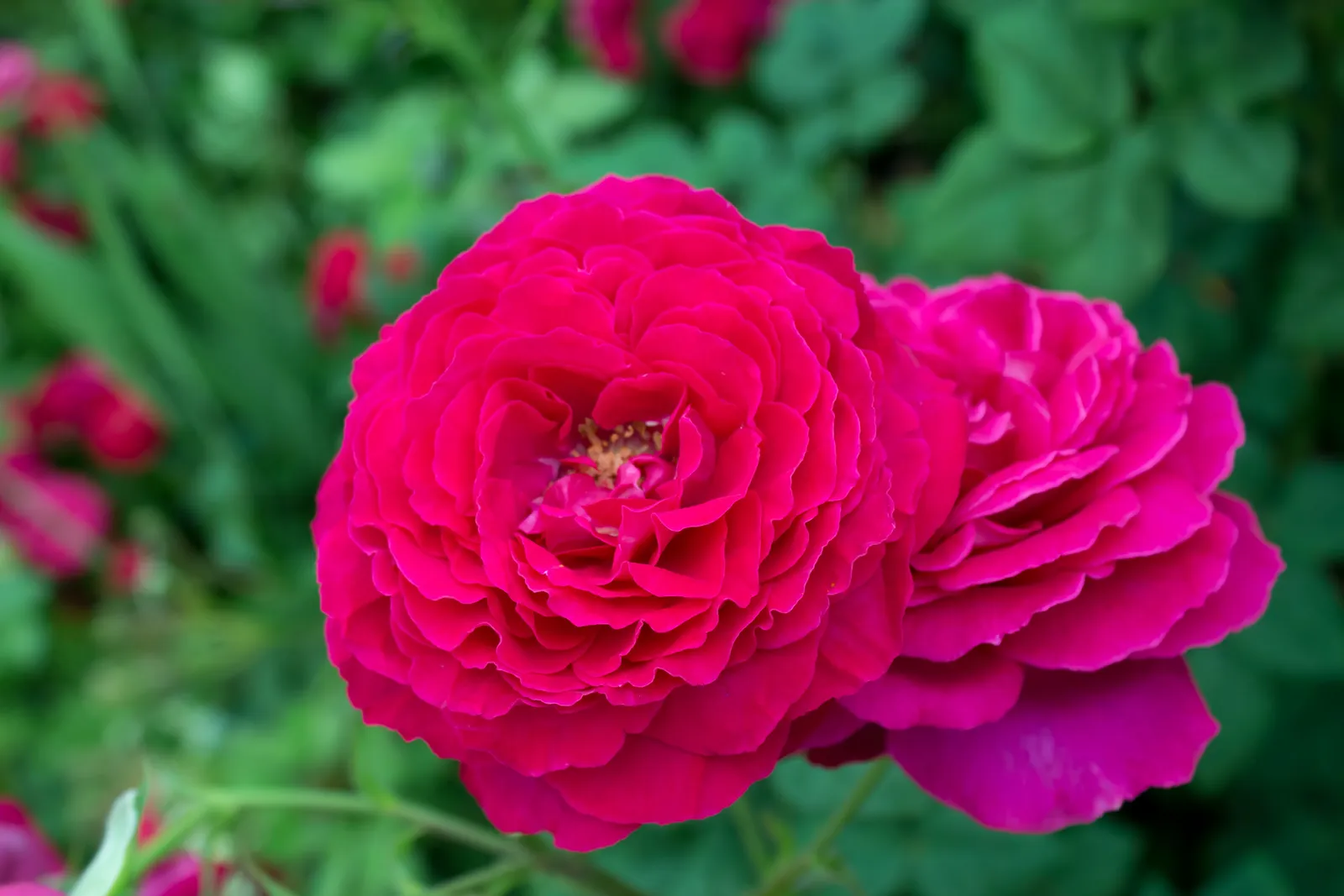 Tehybridros JOHANN WOLFGANG VON GOETHE ROSE ('Tan04179'PBR) - miniatyr 4