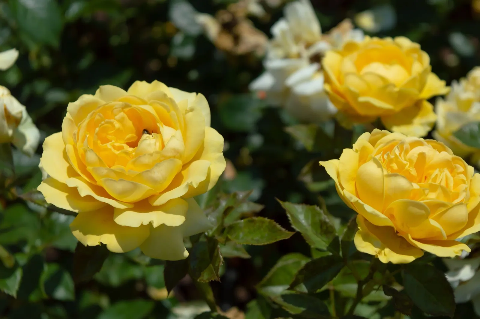 Floribundaros MARSELISBORG ('Poulreb') - miniatyr 2