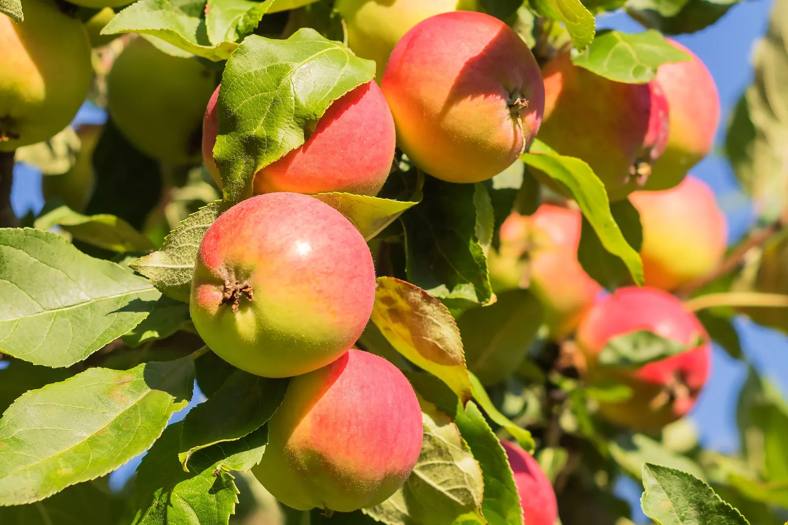Äpple 'Mantet', inkl. uppbindnings kit