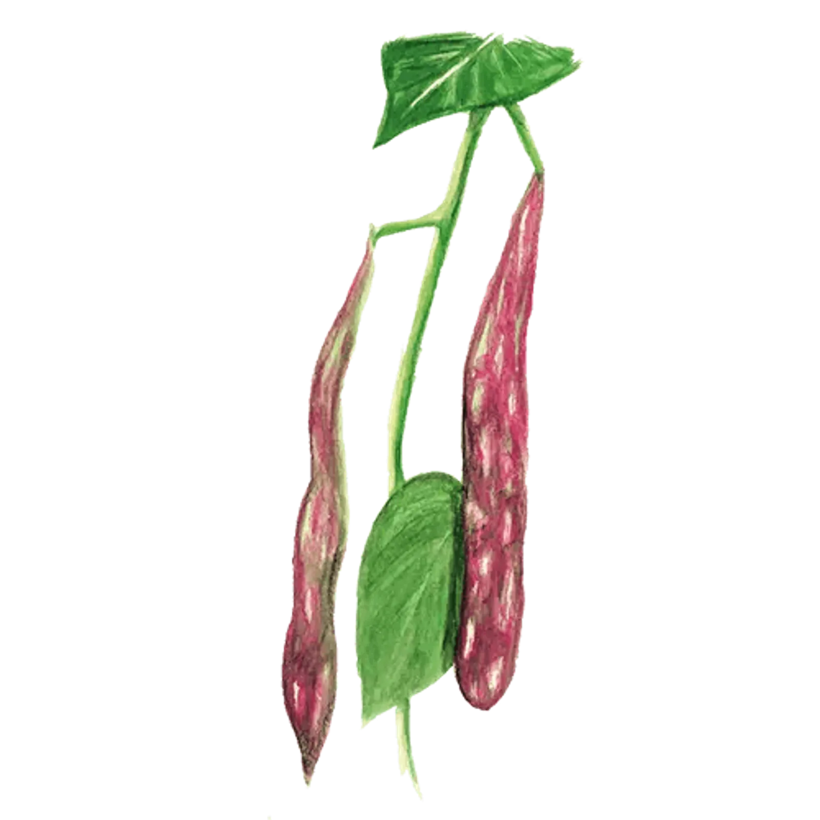 Buskböna skär 'Ståstorp', Frö