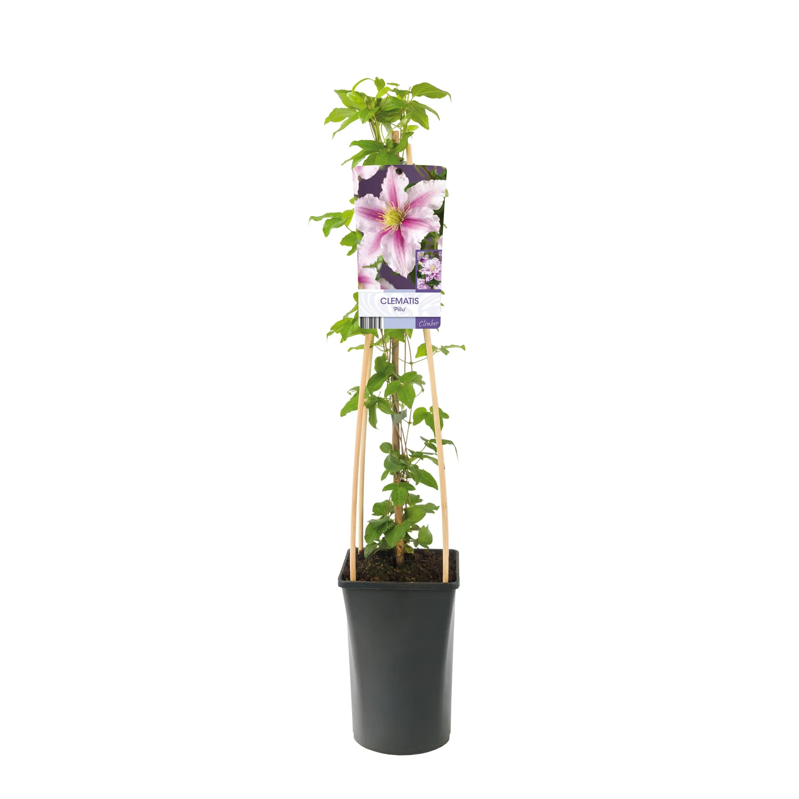 Klematis (Tidiga Storblommiga Gruppen) 'Piilu' - miniatyr 2