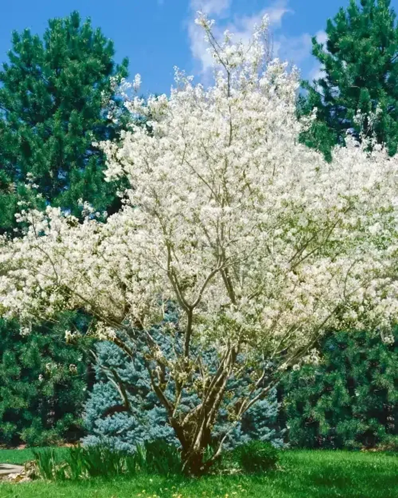 Prakthäggmispel, 50-80 cm — detalj 2