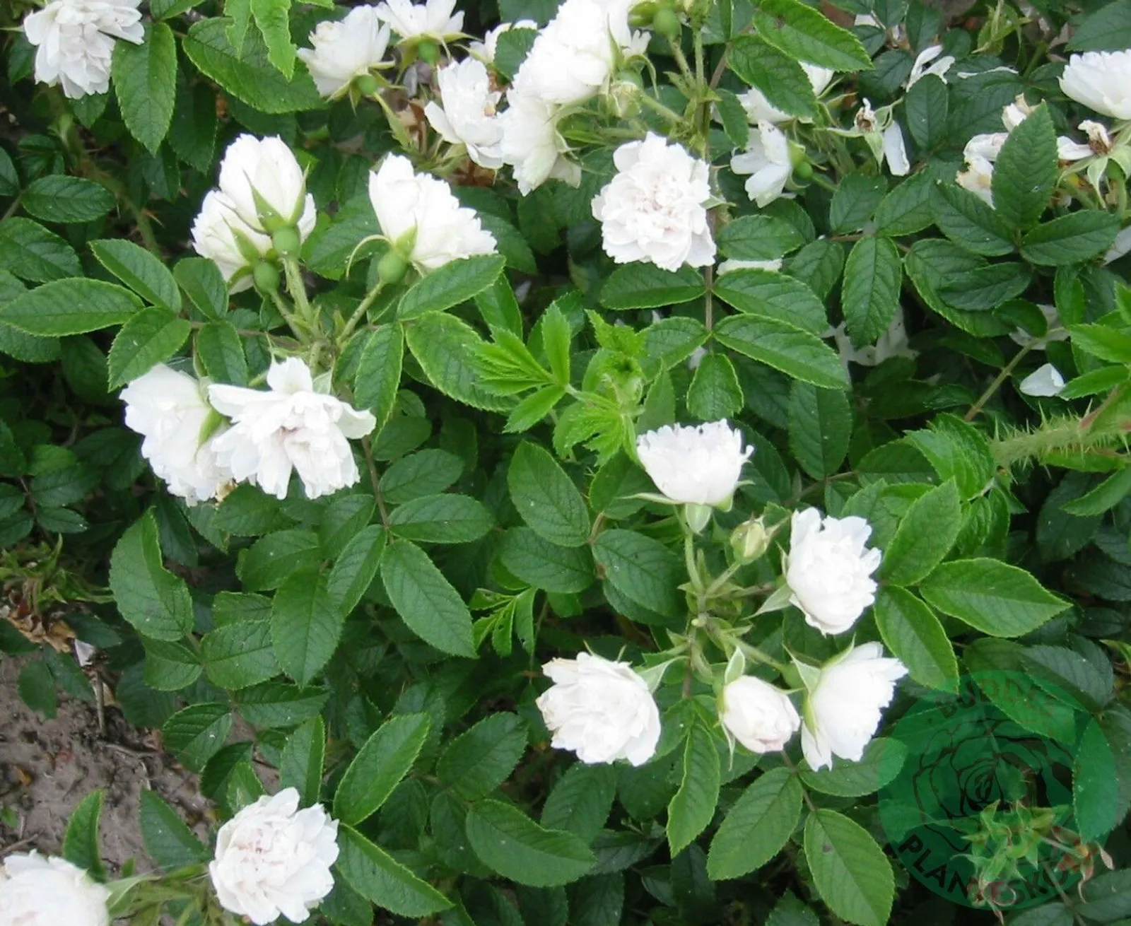 Rugosa-ros 'White Grootendorst'