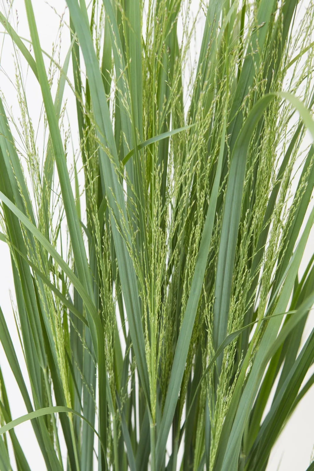 Jungfruhirs 'Northwind', syn. prydnadshirs 'Northwind', 2L