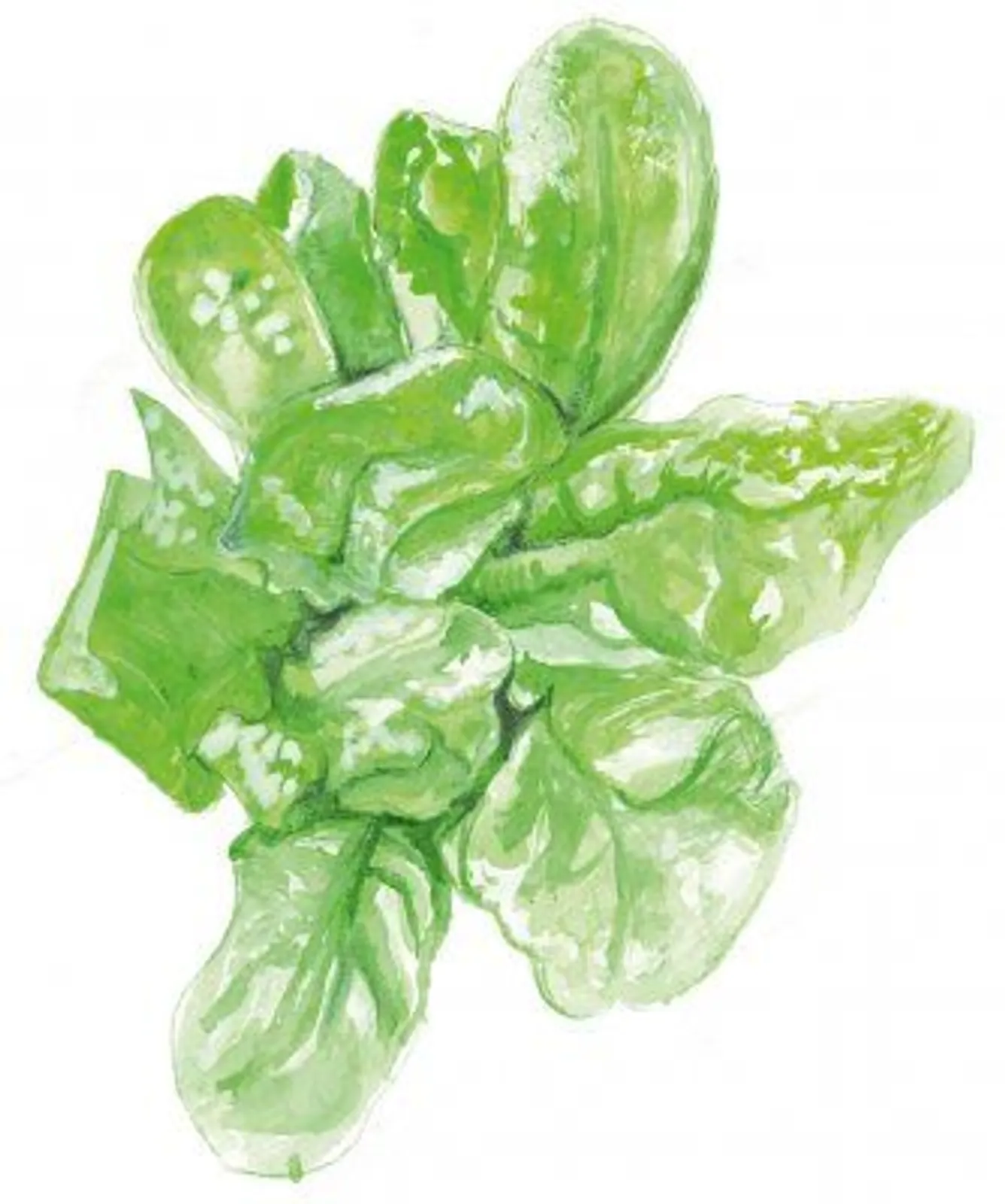 Huvudsallat 'Maikönig', Frö