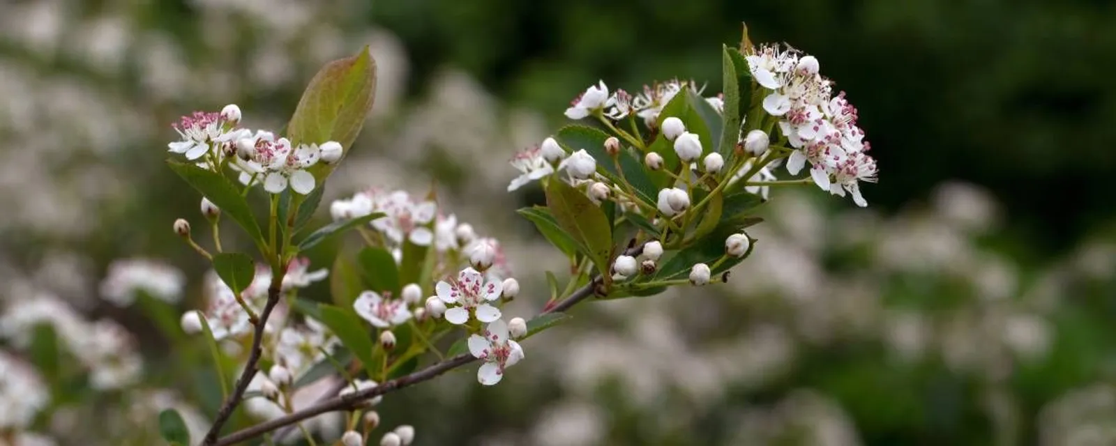 Svartaronia 'Hugin', 20-40 cm — detalj 4