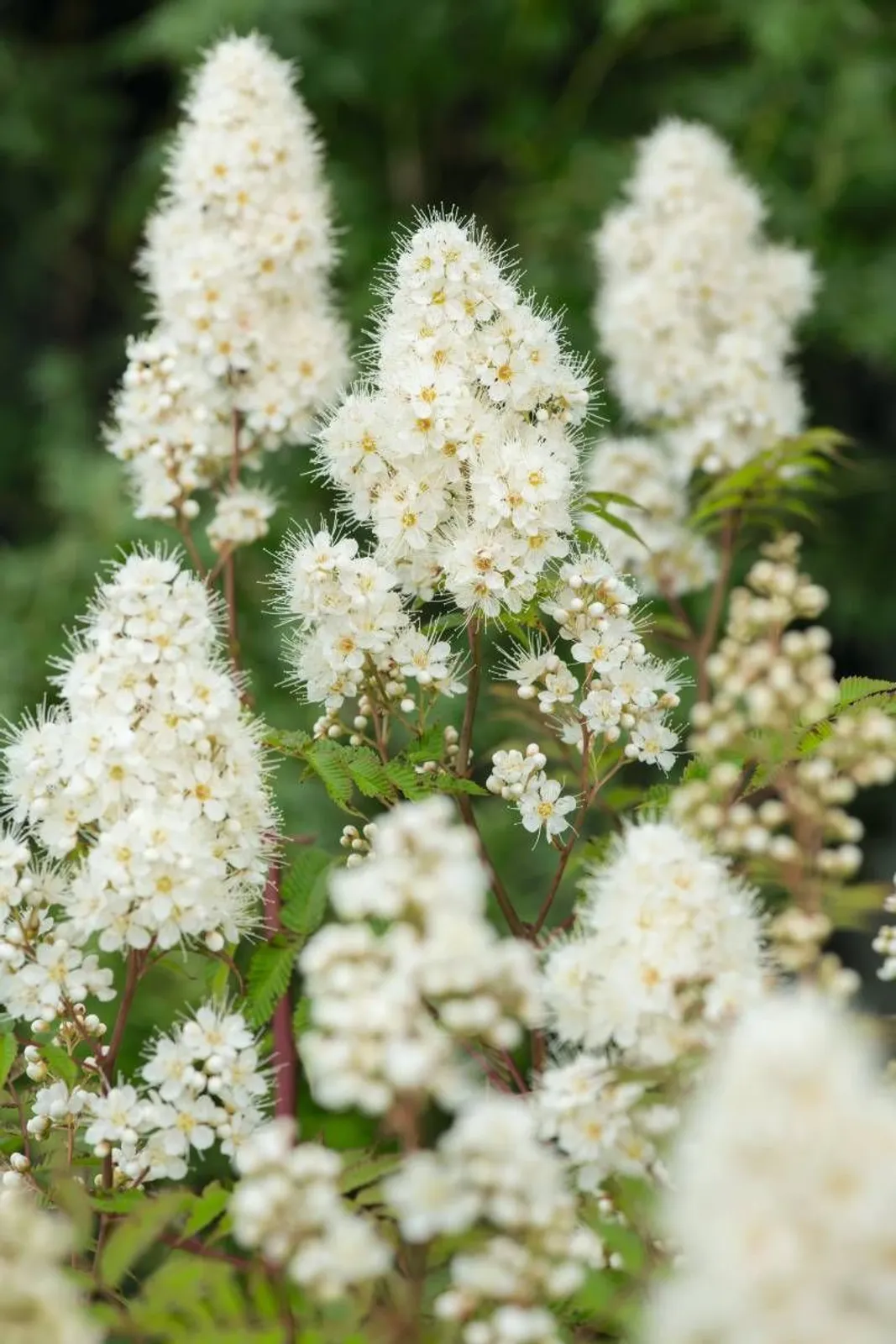 Liten rönnspirea 'Maia' E, 20-40 cm — närbild