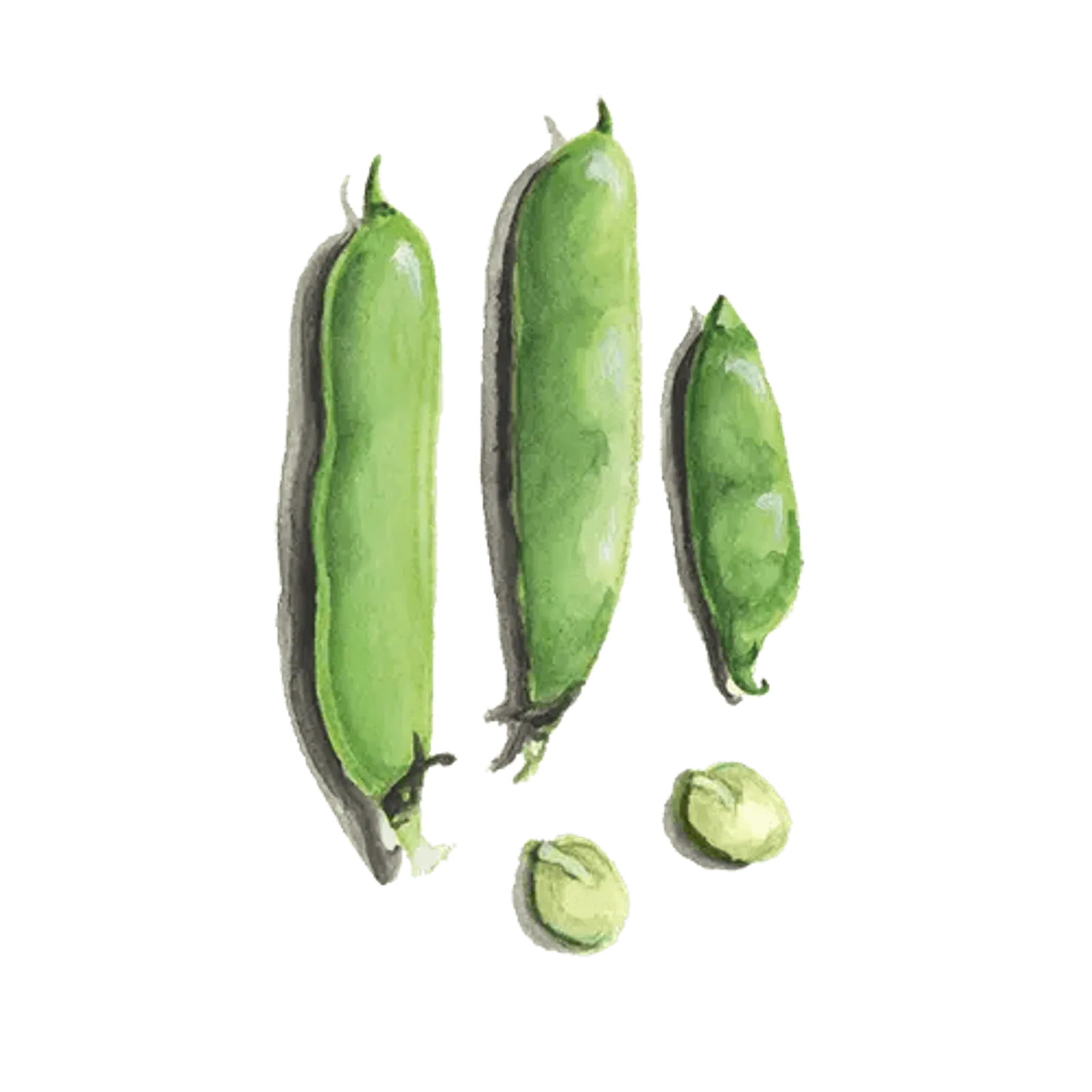 Bondböna 'Solberga', Frö