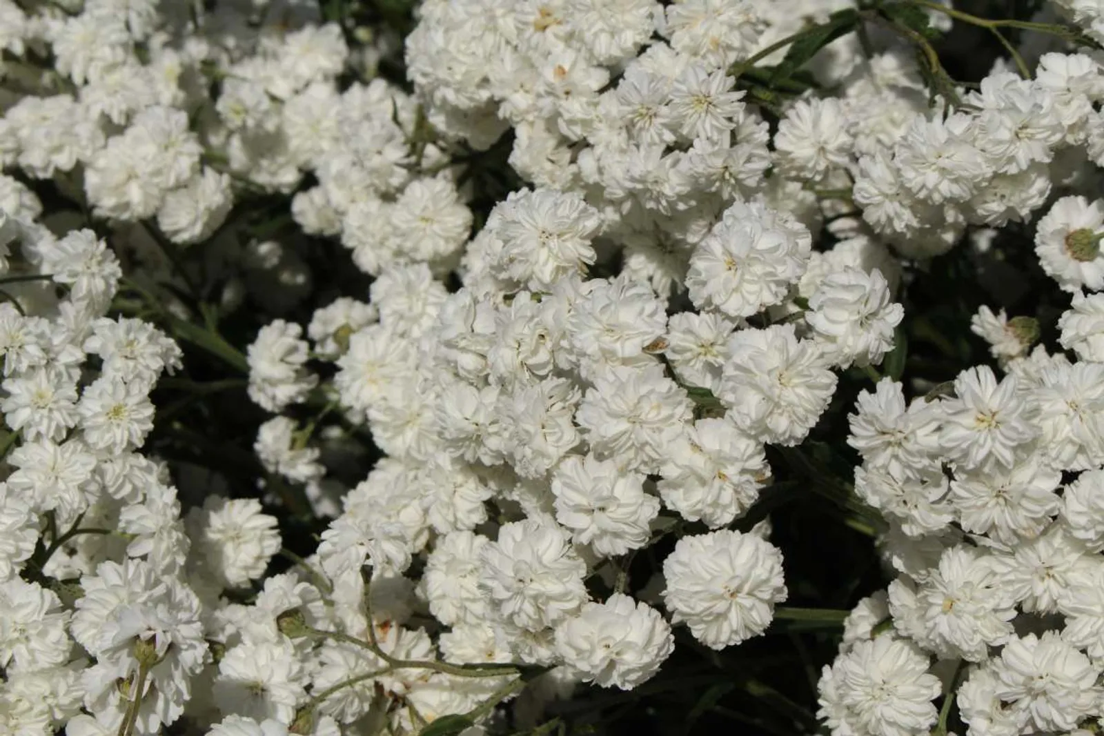 Vitpytta 'The Pearl'