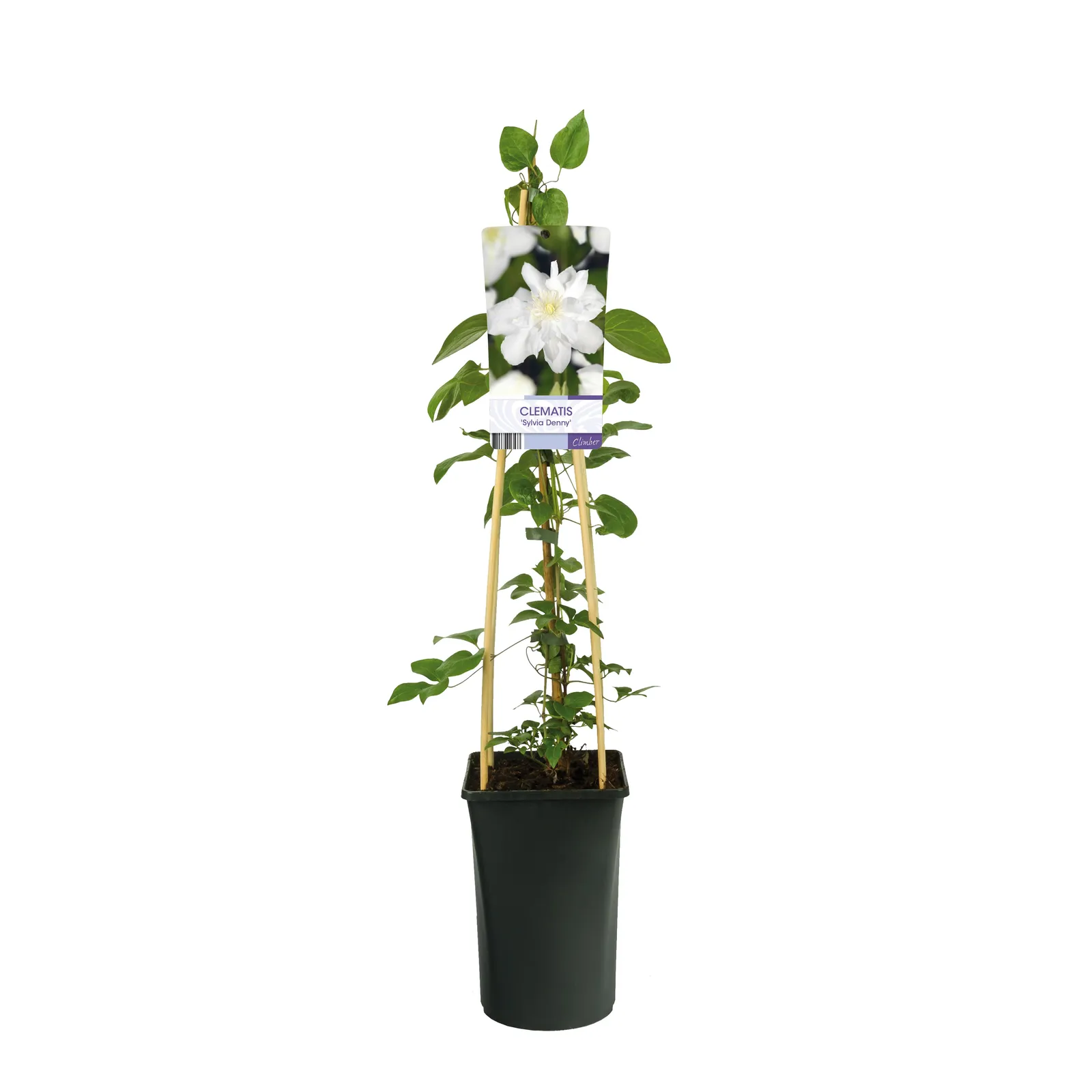 Klematis (Tidiga Storblommiga Gruppen) 'Sylvia Denny' - miniatyr 2