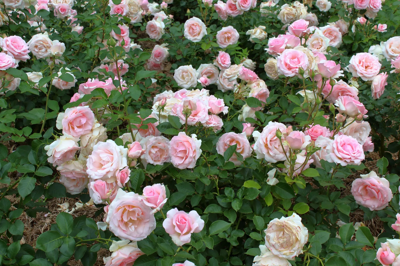 Floribundaros DRONNING MARGRETHE ('Poulskov') - miniatyr 4