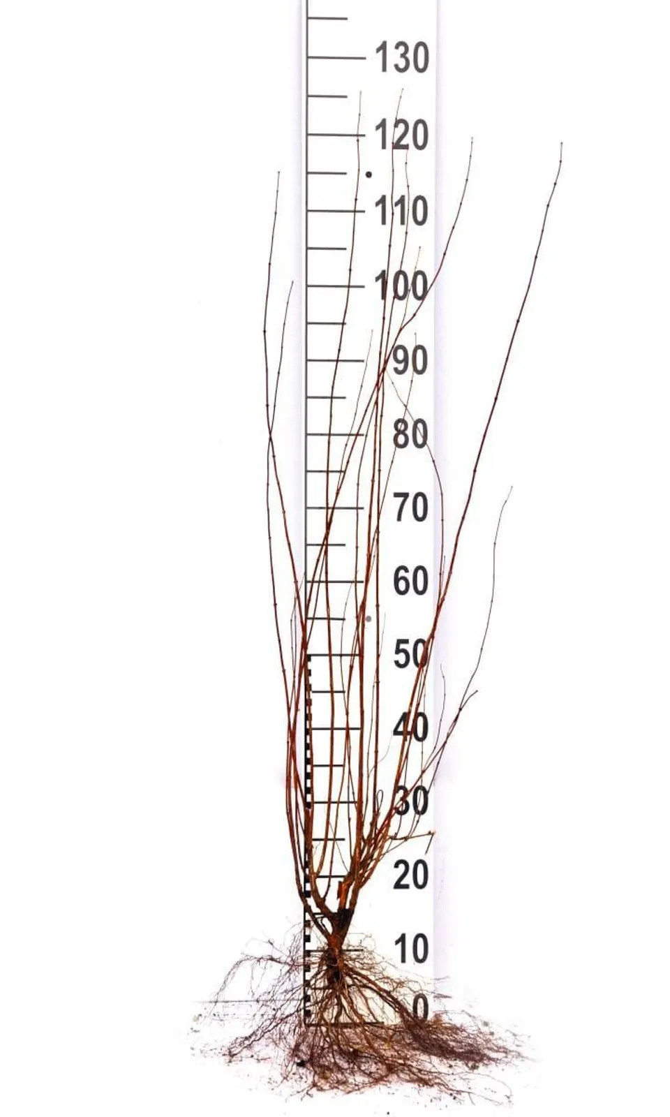 Smultronschersmin, 80-100 cm, Goliat — detalj 4