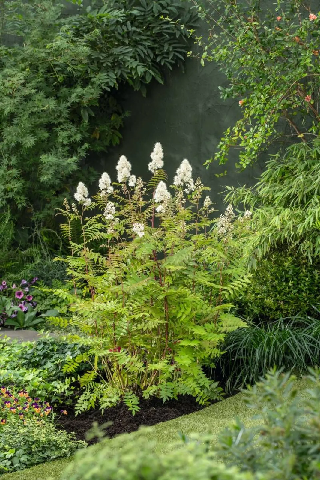 Liten rönnspirea 'Maia' E, 20-40 cm