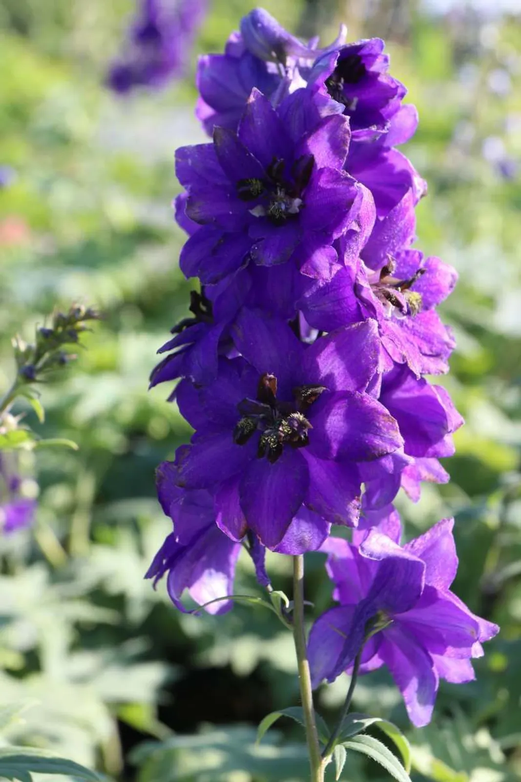 Trädgårdsriddarsporre 'Black Knight' med djupt mörkvioletta blommor, en dramatisk perenn.