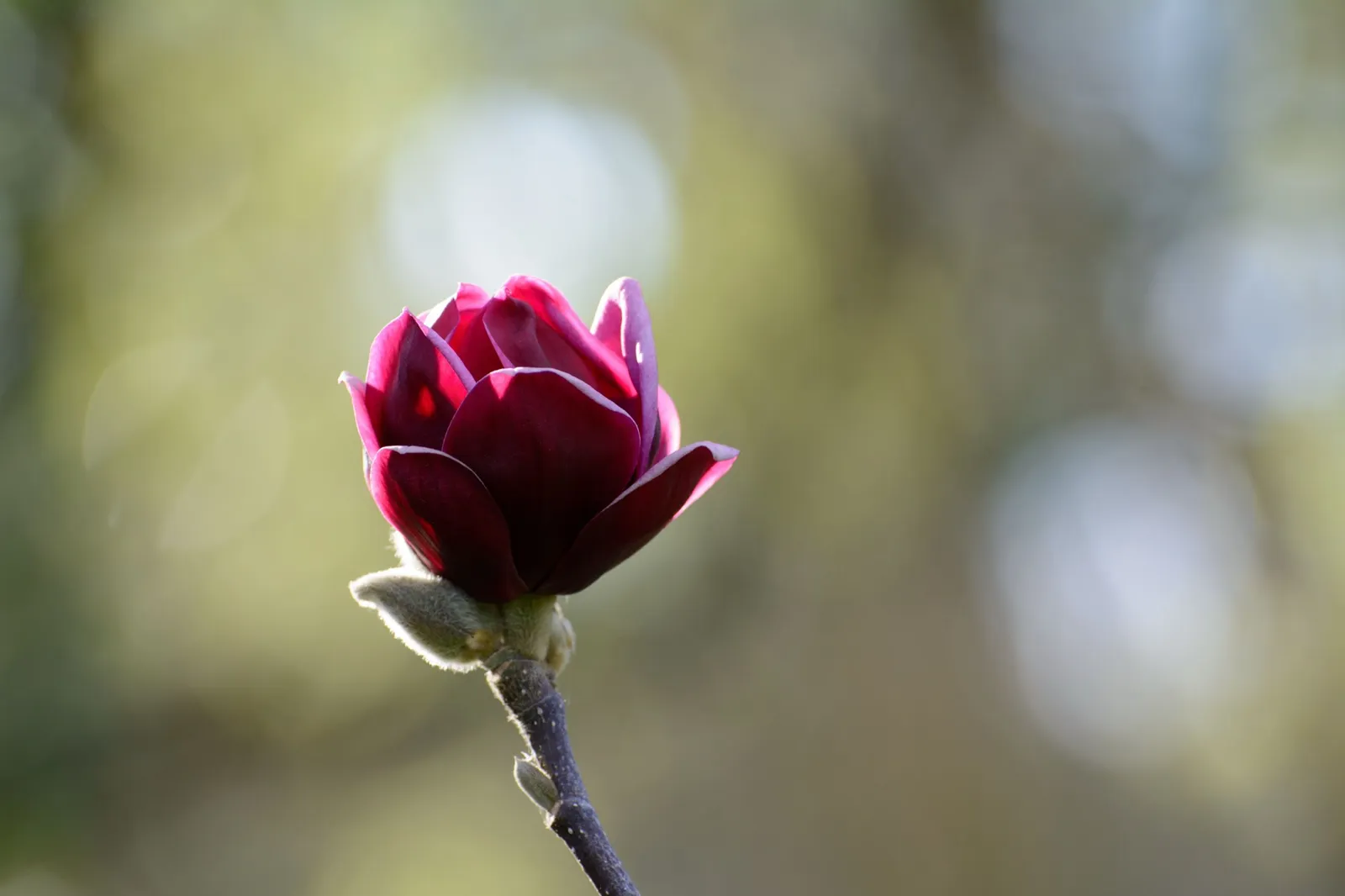 Rosenmagnolia 'Genie'PBR - miniatyr 2